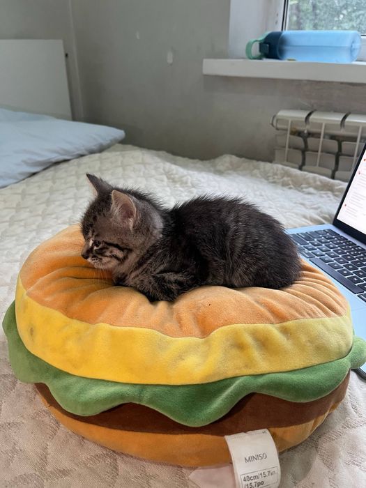Котята чистые, игривые, ласковые