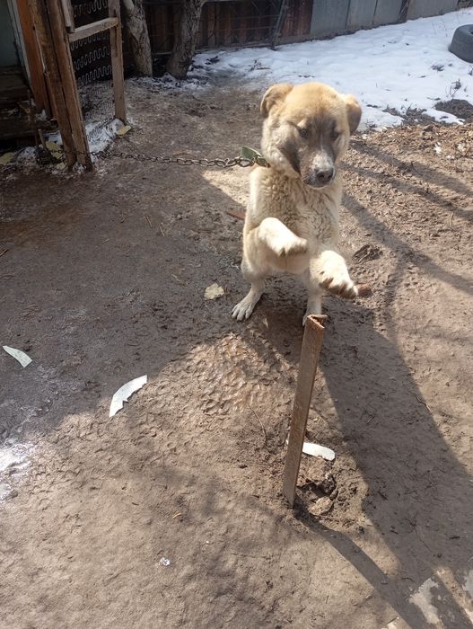 Отдам в хорошие руки