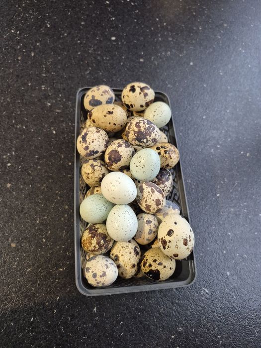 Vând oua de prepeliță