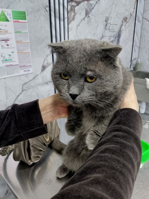 Ищем добрые руки. Дом.