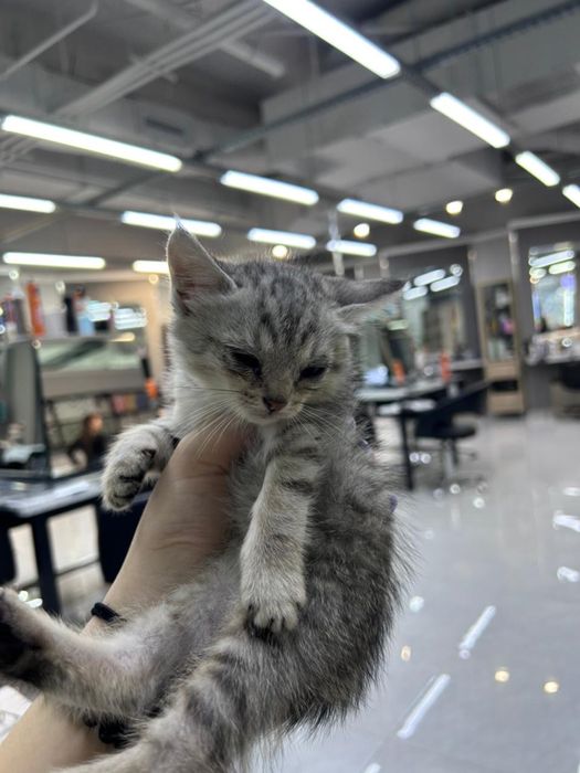 Отдаются котята бесплатно