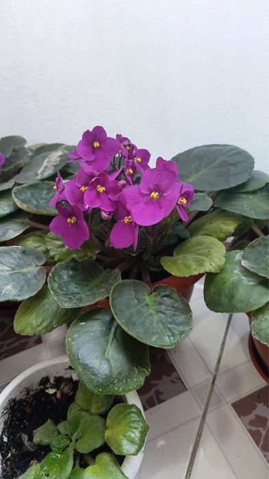 Продаю цветы фиалка