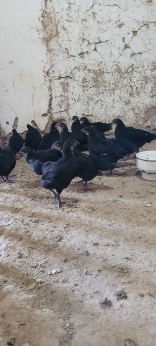 Австролорп румыния