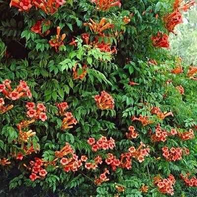 Растения.Кампсис лиана в 10л.контейнере.Ор-р транспорт-й институт.