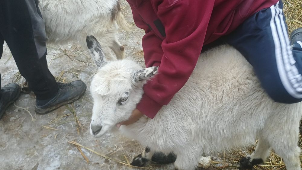 Продам срочно сатамын