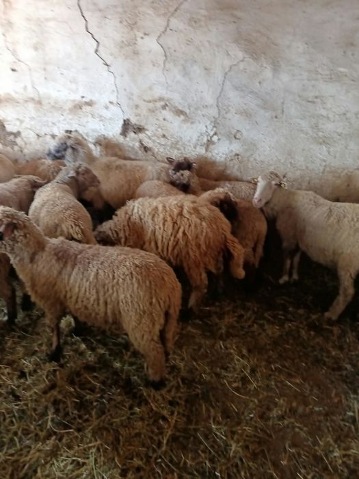 Vând 15 berbecuți masculi pentru crescut.