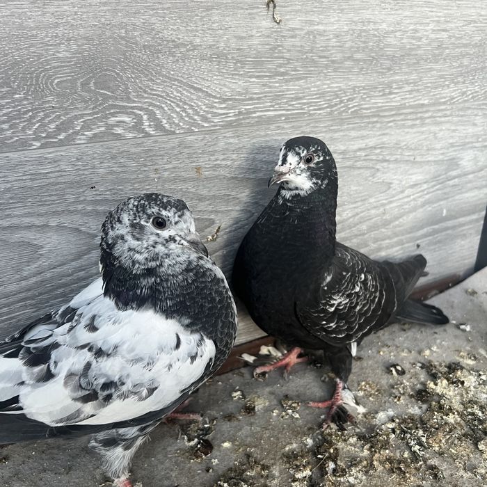 Кертерлер (голуби) сатылады