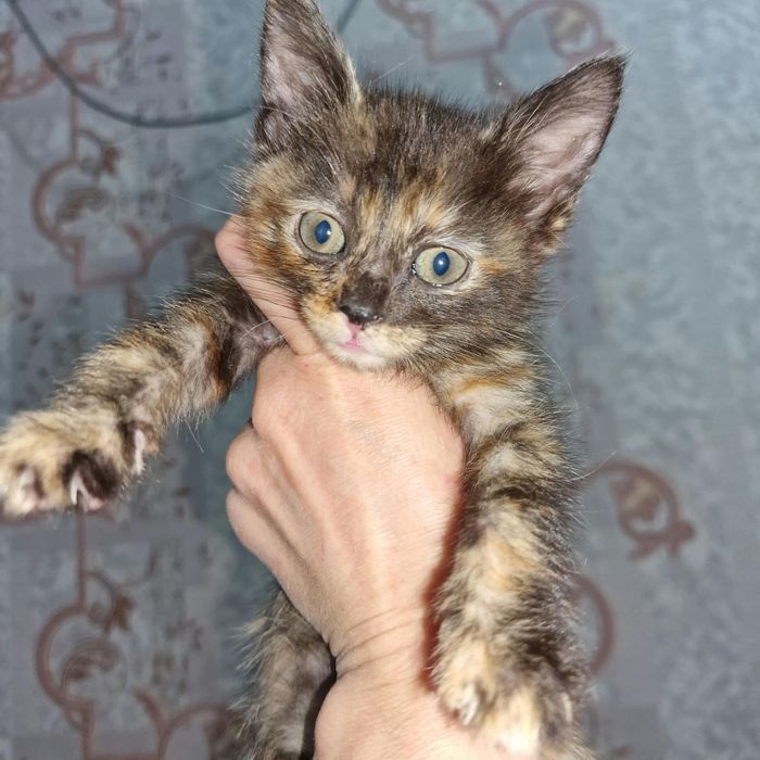 Котята ищут свою семью