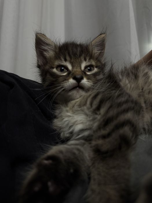 Очаровательные  котятки