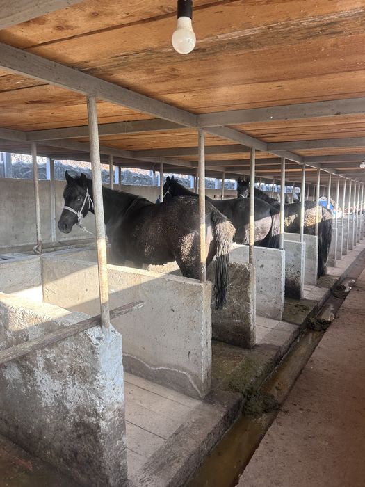 Бордақы жылқылар