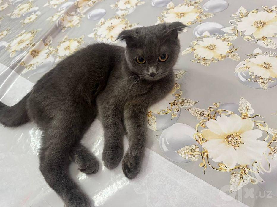 Scottish fold mushuk