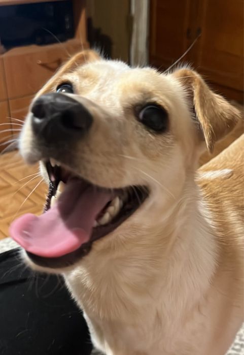 Девочка Молли ищет дом