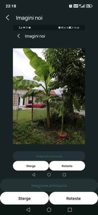 Bananier, bananieri