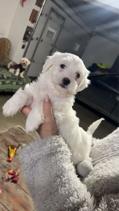 Bichon maltez de vanzare