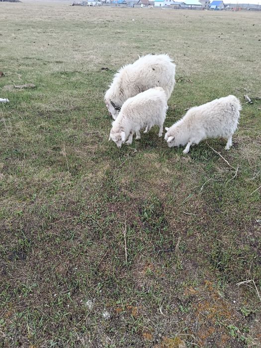 Продам двух коз и козла