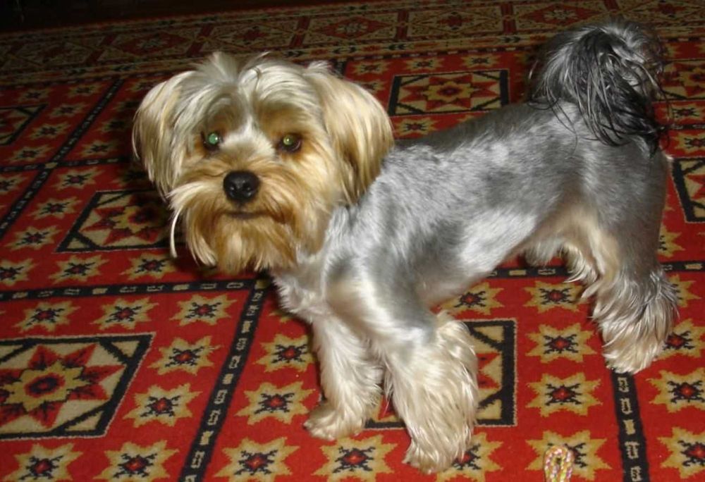 ВЯЗКА! Йоркширский терьер. Брутальный Жан-Поль!!!