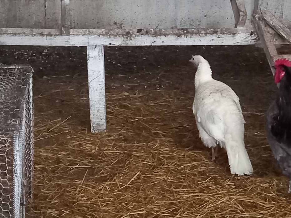 Индюки домашние.