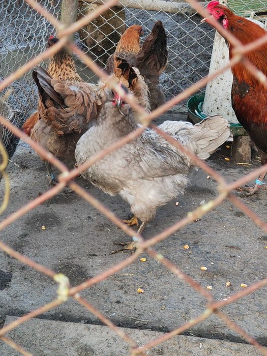 Ouă pentru incubat de Ameraucana