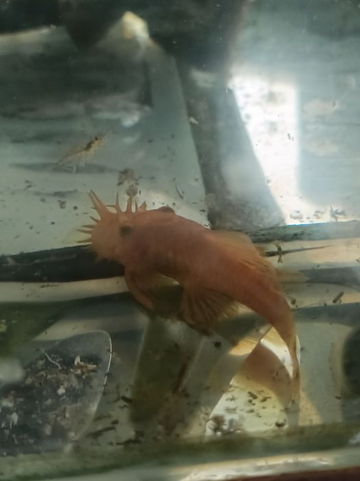 Сомики анциструсы Рэд самцы