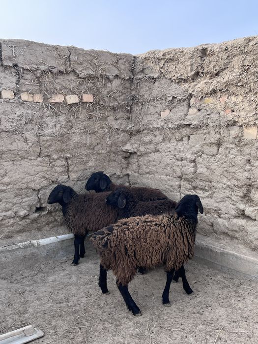 Семиз токтылар сатылады