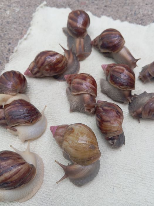 Косметические улитки