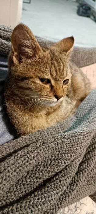 Отдам кошечек в добрые руки.