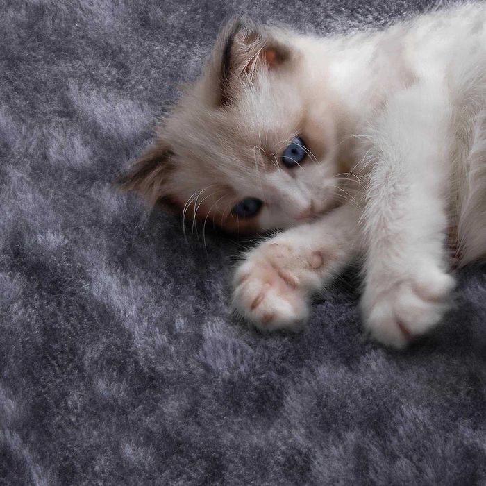 Ansamblu joaca pisici 107 cm cu casuta si sisal |S 593206 Dark Gray