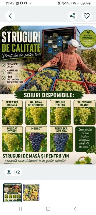 Struguri de vin direct din vie din Vrancea