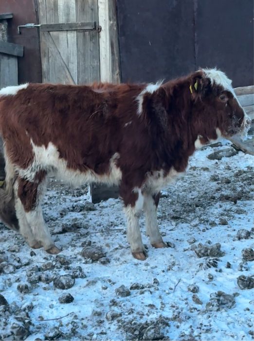 Продам телку и бычка
