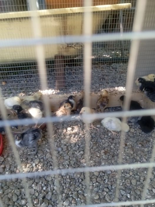 Продам цыплят возоаст ц месяц