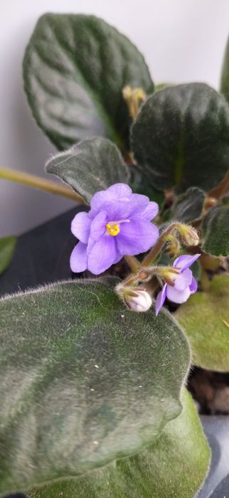 Комнатные цветы.