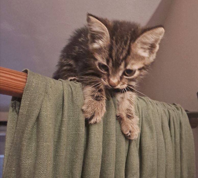 Отдам маленького котёнка