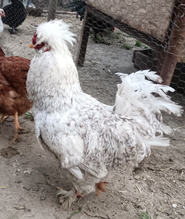 Vând Cocoși!! sau perechi de Araucana, Strumki și 1 Cocos Marans sau schimb tot cu Marans! Sau Araucana tot Araucana negru!