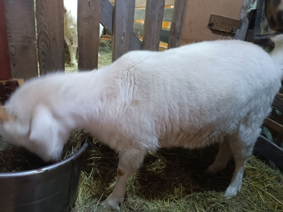 Продам крупную козочку