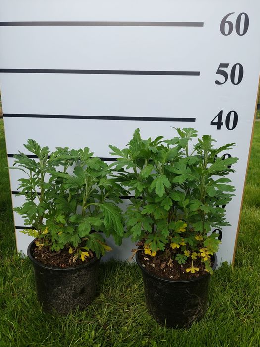 Хризантемы кустовые бордюрные