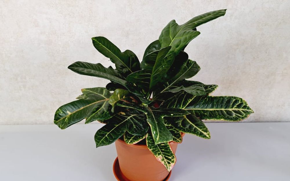 Кротон Кротон Кротон