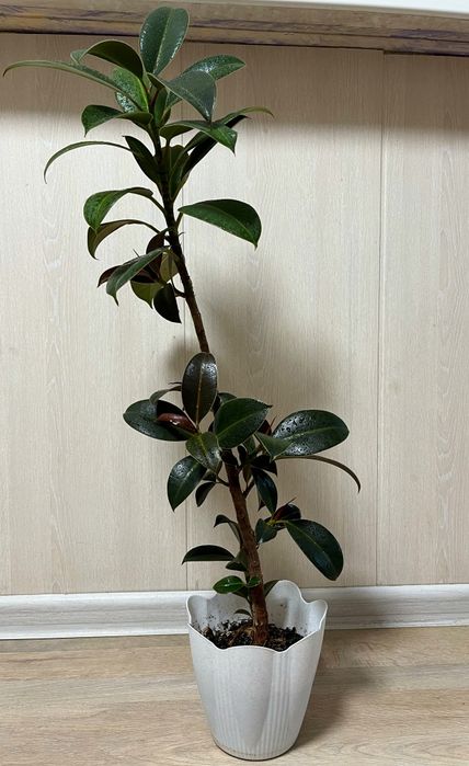 Цветы домашние - Фикус.