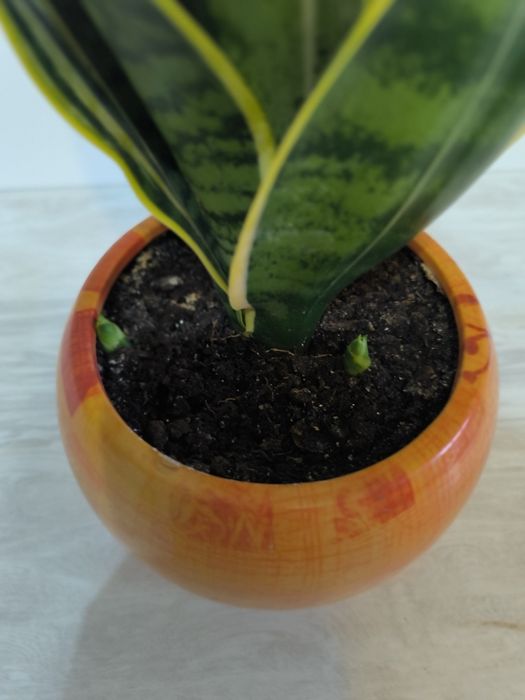 Продам сансиеверию