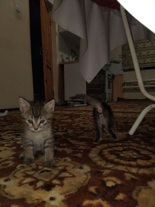 2dana pshik zor akilli 1 yarim aylik algan adam raxmat didi dim akilli