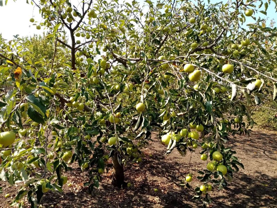 Дава се под наем Земеделски имот в Балчик -  кв.м за 51 € - Снимка #6