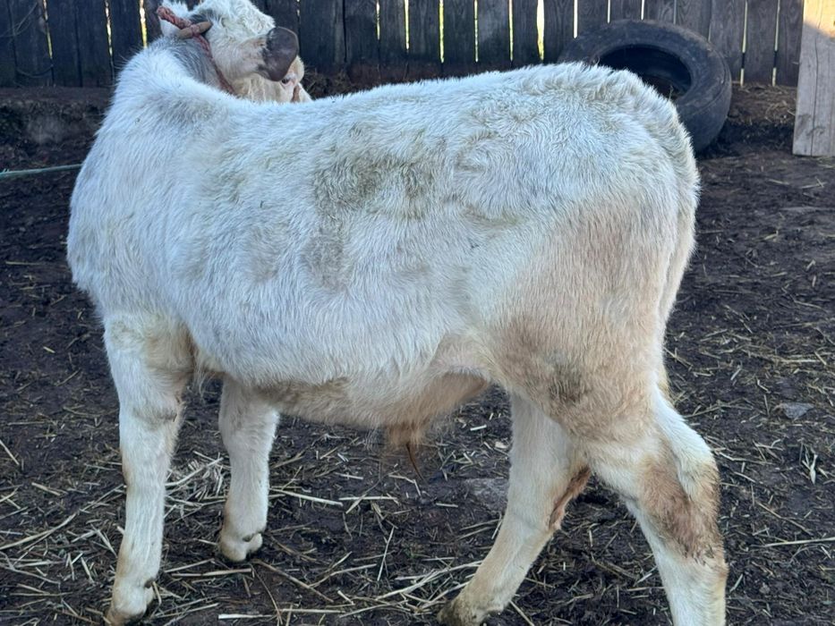 Vând vițel și vițea belgieni! De 3 luni, înțărcați