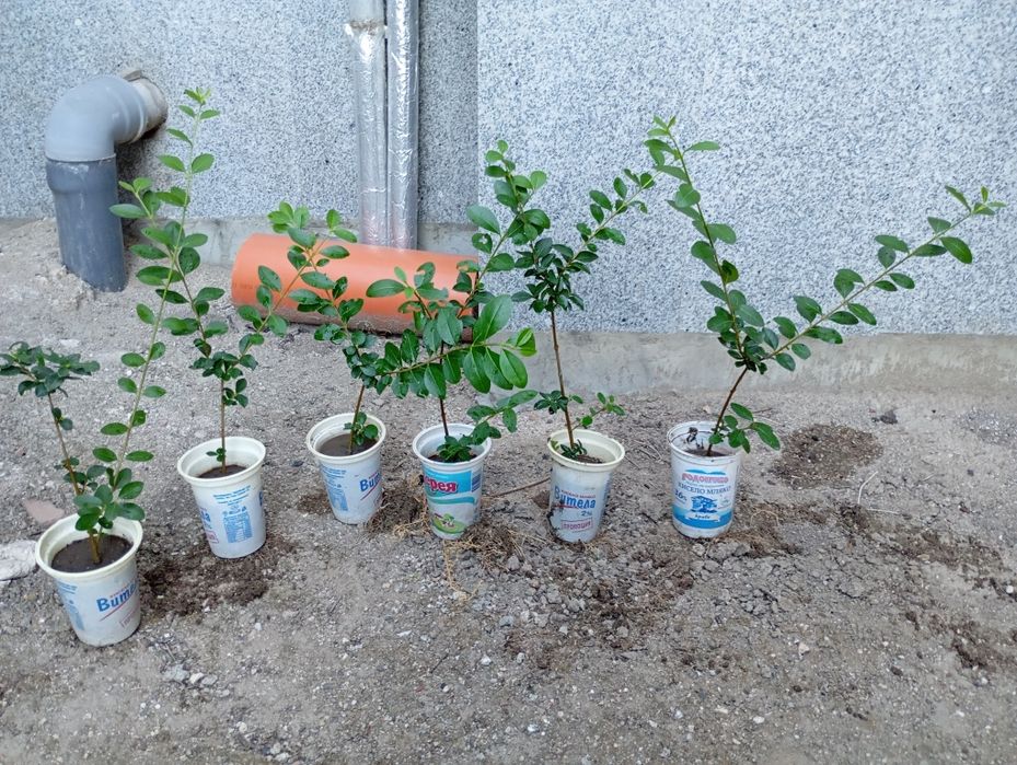 Лигуструм в кофичка