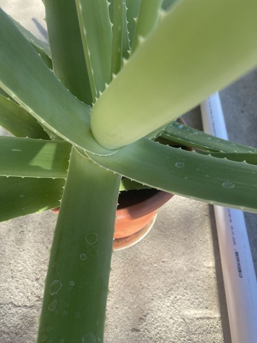 Продам лечебное алое