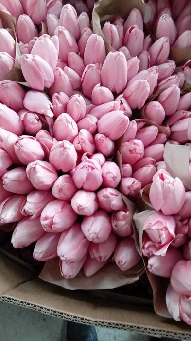 Красивые тюльпаны на 8 Марта. Оптом.