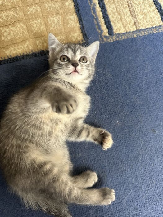Котенок ,девочка,!