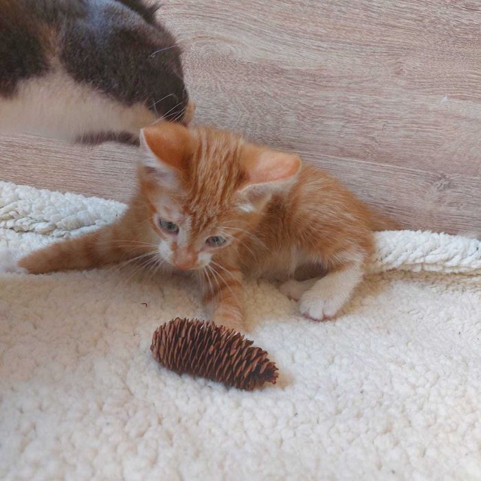Котенок ищет дом