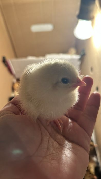 цыплята домашние