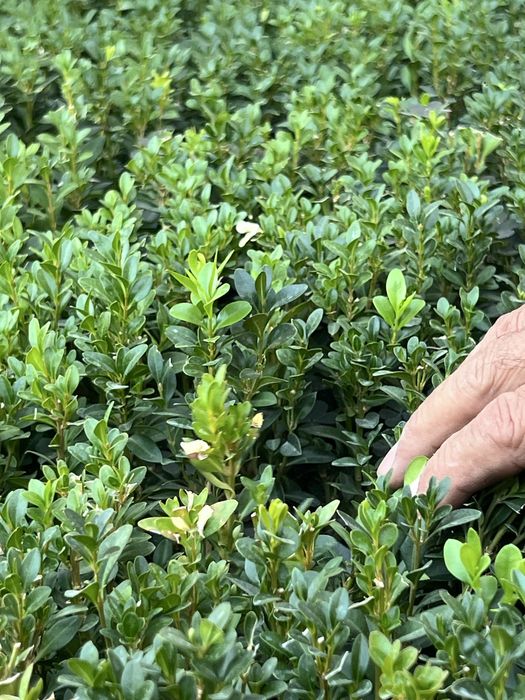 shamshod kochat 1,5 yillik