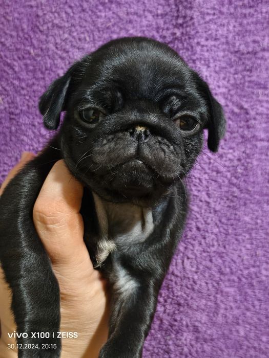 Продам щенков породы мопс