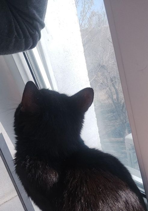 Отдам кота БЕСПЛАТНО